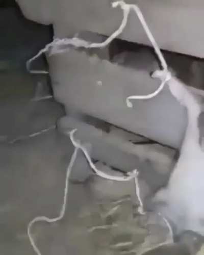 El cara de raton