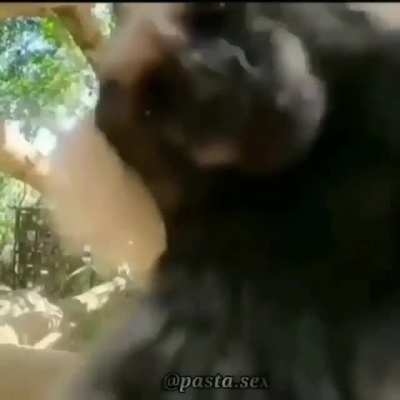 Monke love