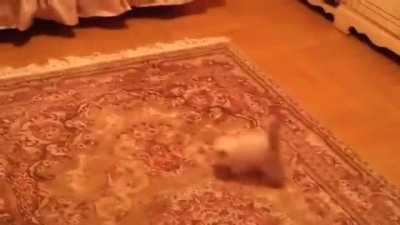 "What sorcery is this?!" - kitten