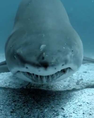 🔥 This Shark Staring Into Your Soul