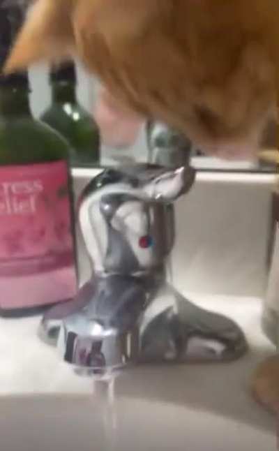 One brain cell isn&rsquo;t enough to understand taps
