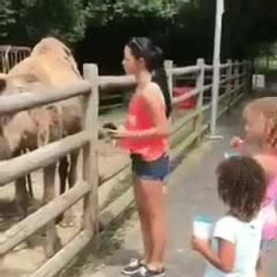 Selfie with a camel