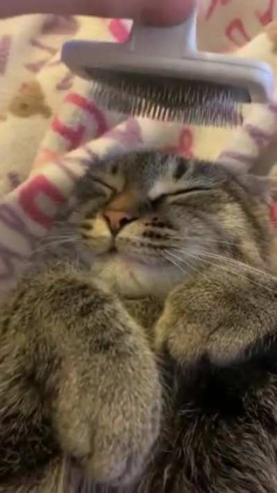 Brushy brushy