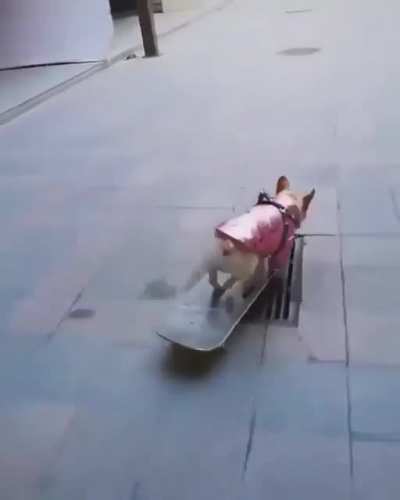 Rolling dog.