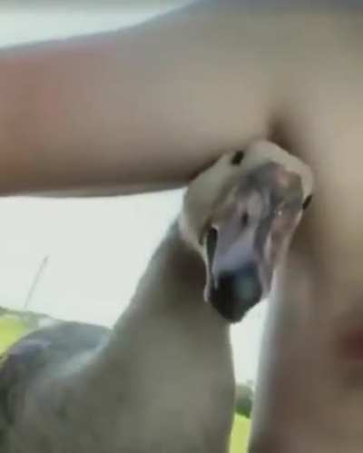 Guy gets his nipple bitten by a goose.