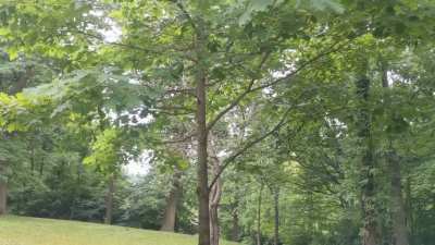 nice view of a park