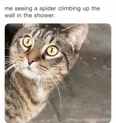 Making another meme with snuggles because the last one did well