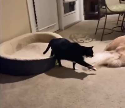 "mind if i sleep here buddy?"