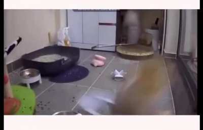 Cat-astrophe