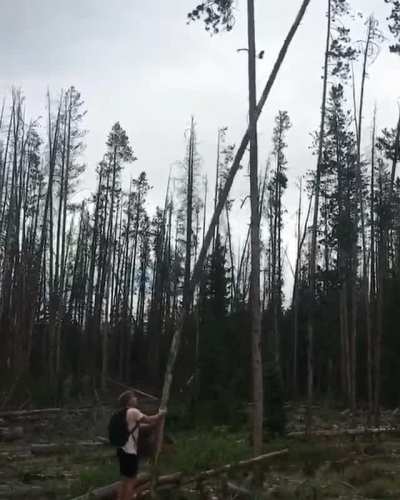 Man vs Dead Tree
