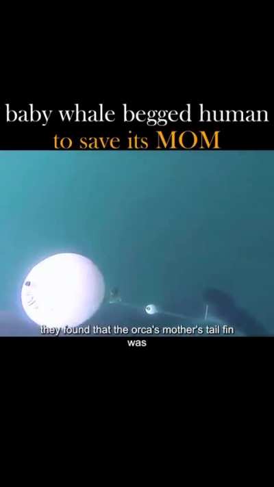 wholesome 🐳