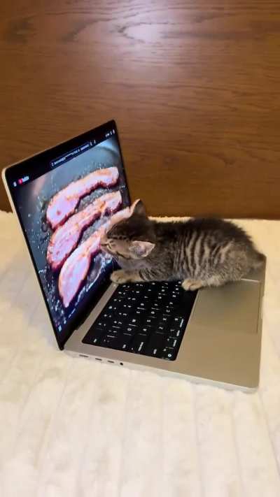 CrUeL hOoMaNs ToRtUrE StArVinG KiTtEn!!!
