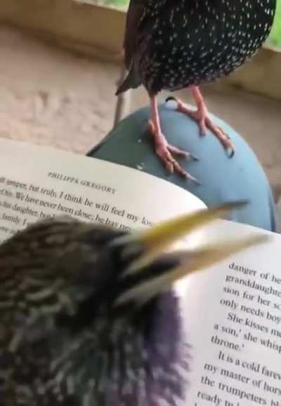 The language of the starlings.