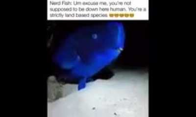 Moldy Fish Nerd