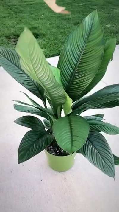 Here&rsquo;s my spathiphyllum sensation...again. I&rsquo;m obsessed. Coworkers and fam are sick of hearing about it lol
