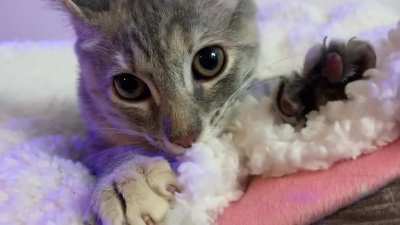 My foster kitten just purred herself to sleep while making biscuits
