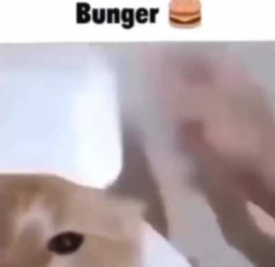 Moldy Burger