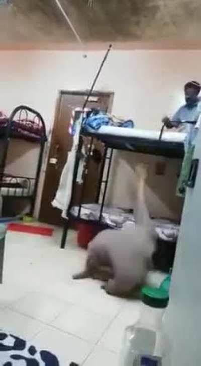 Fight over the top bunk.