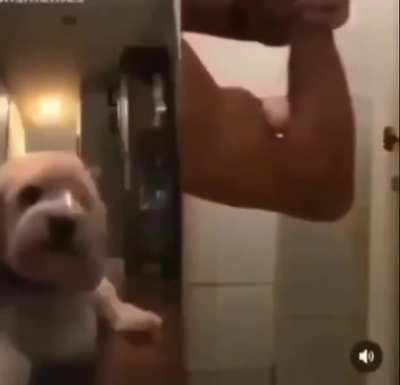 The dog goes flying caw caw