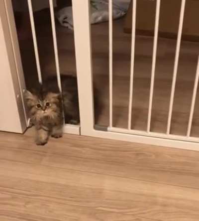 I think my hooman is not watching....ohh shit!!!