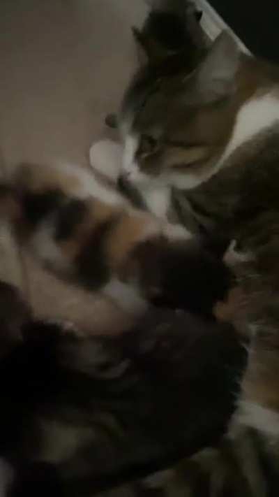 Update on the stray mama and her litter; they&rsquo;re up and moving!