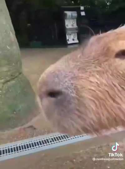 capybara w sonic