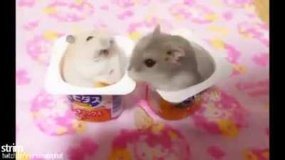 Om nom nom