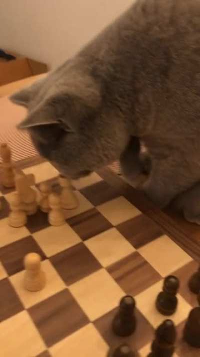 It&rsquo;s called cat&rsquo;s gambit