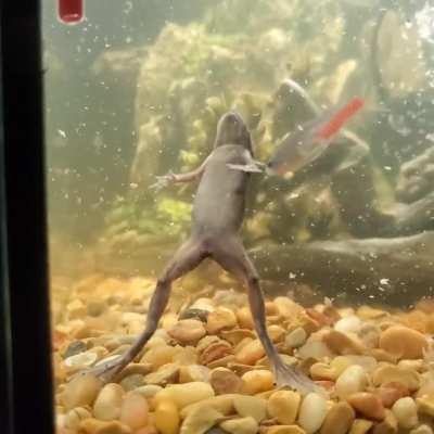 He's my frog child