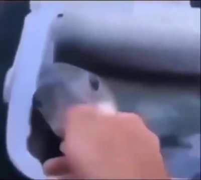 rarted fish