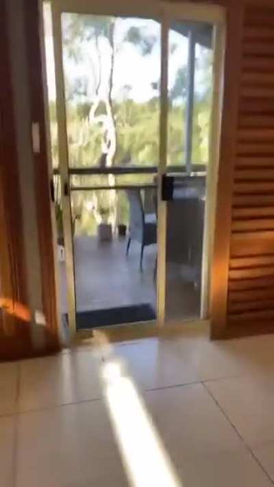Birb go brrrr