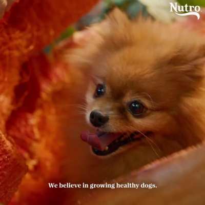 NUTRO&trade; recipes are made with high-quality, natural ingredients to help grow happy, healthy dogs.
