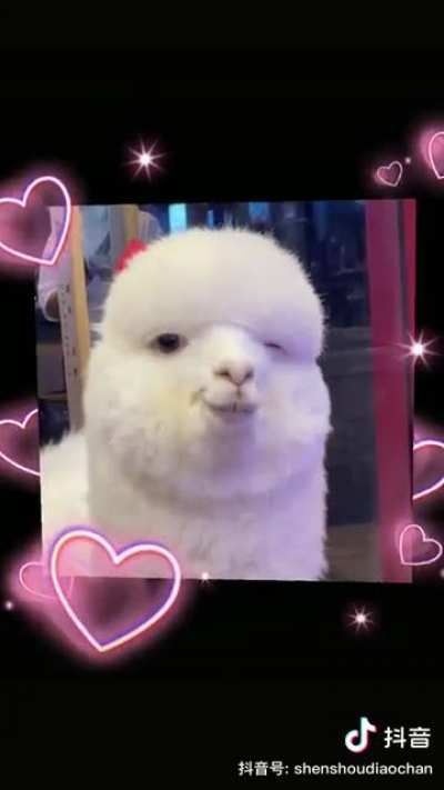 Its just the neighborhood alpaca