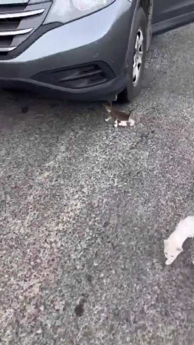 o esquema de pir&acirc;mide que &eacute; ter gato