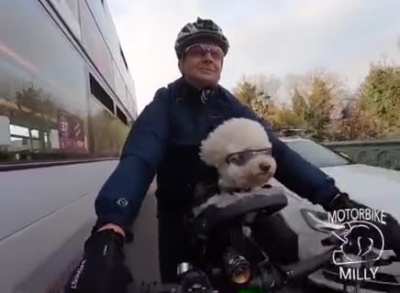 Bus closes in on cyclist resulting in a heated exchange between dog and bus driver