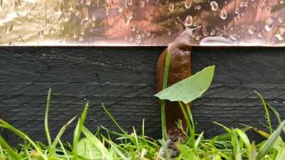 Slugs hate to touch copper. This is how we protect our vegetable.
