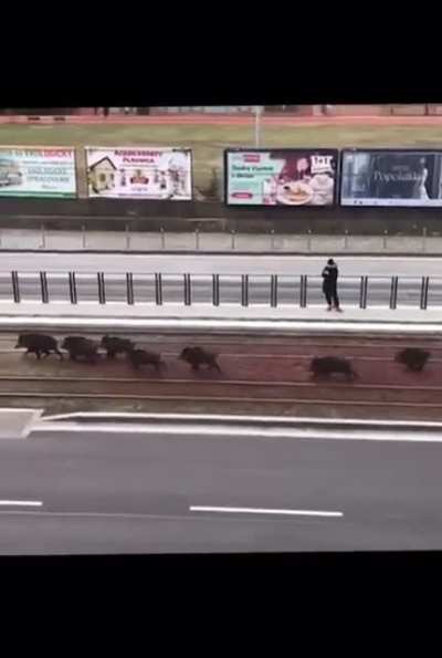 Bratislava ma nov&yacute;ch prisťahovalcov!