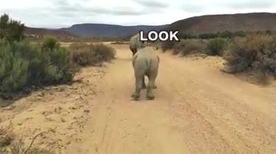 Look at it