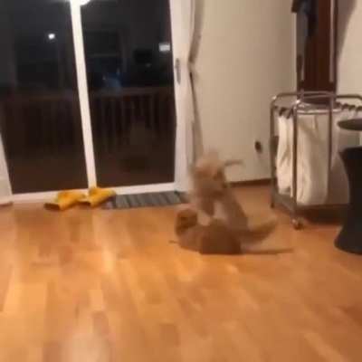 pOoR cAt GeTs PuMmELeD tO tHe GrOuNd