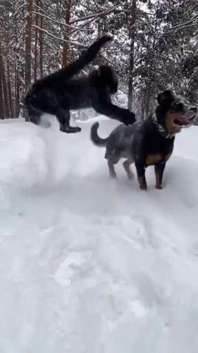 Unlikely friendship