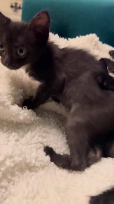 A spookily adorable litter I&rsquo;m fostering. The black ones are so sweet and mellow&hellip;and then there&rsquo;s Ben at the end 