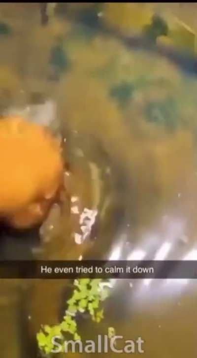 Cheese burger