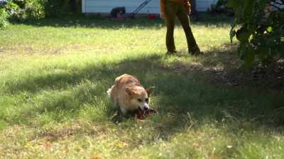 Corgi slowmo