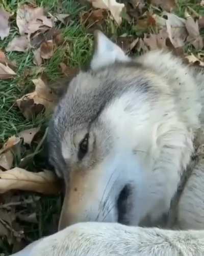 Pets