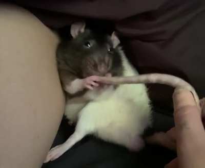 tug of war with ratty tail &amp;amp; lil grabbies
