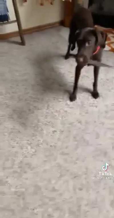 Assassin Dog