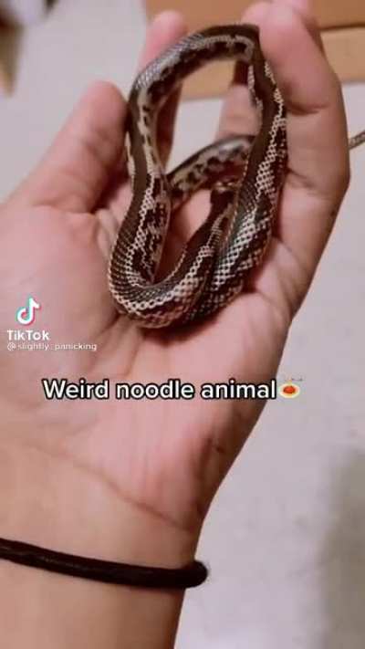 Snek