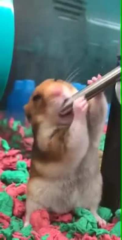 xhamster