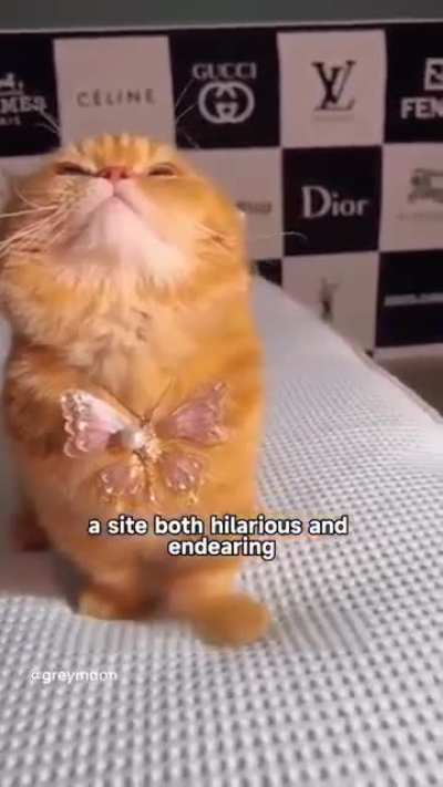 Fabulous wunk