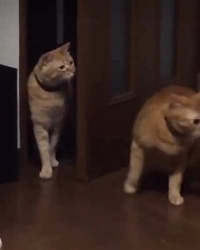 Touch Tha Cat